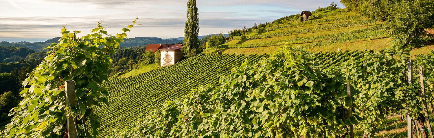 Südsteiermark Weinbauregion Österreich