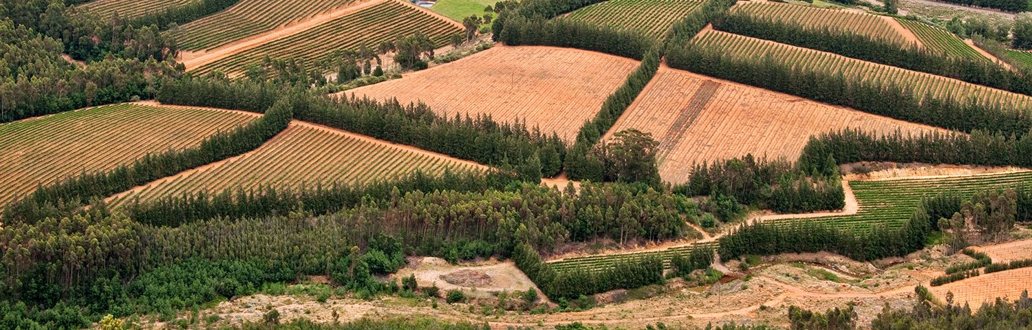 Paarl Weinland Südafrika
