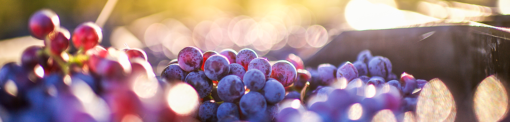 Grenache Weintrauben