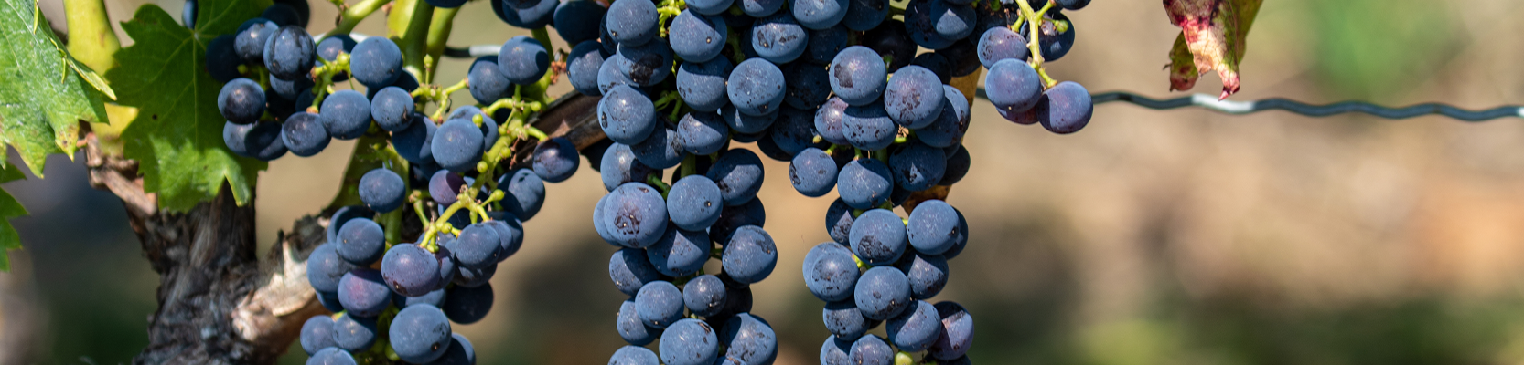 Negroamaro Weintrauben