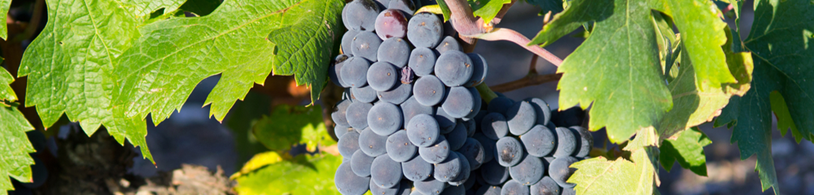 Dornfelder Weintrauben