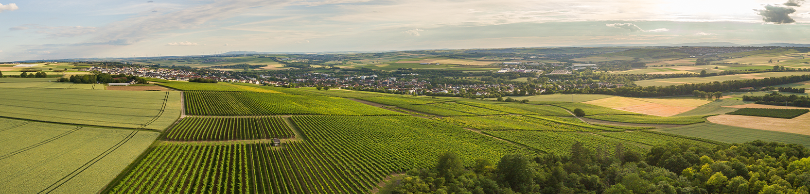 Rheinhessen Weinberg