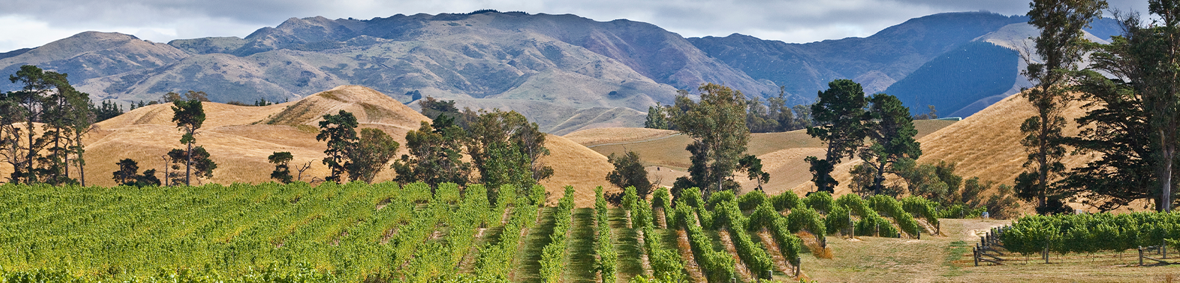 Marlborough Weinberge vor Berg
