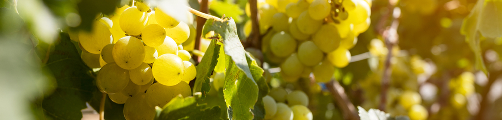 Chenin Blanc Weintrauben