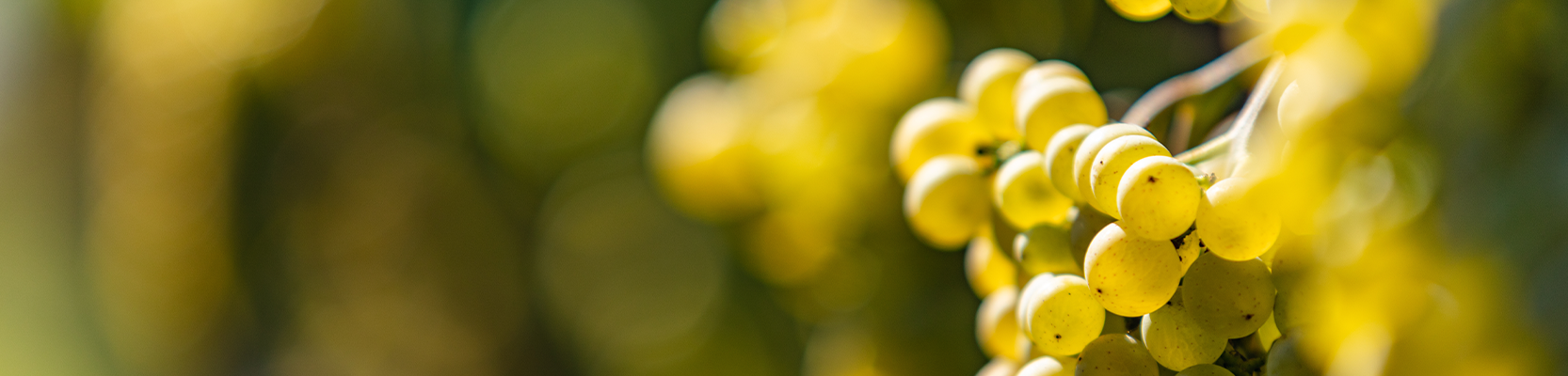 Semillon Weintrauben