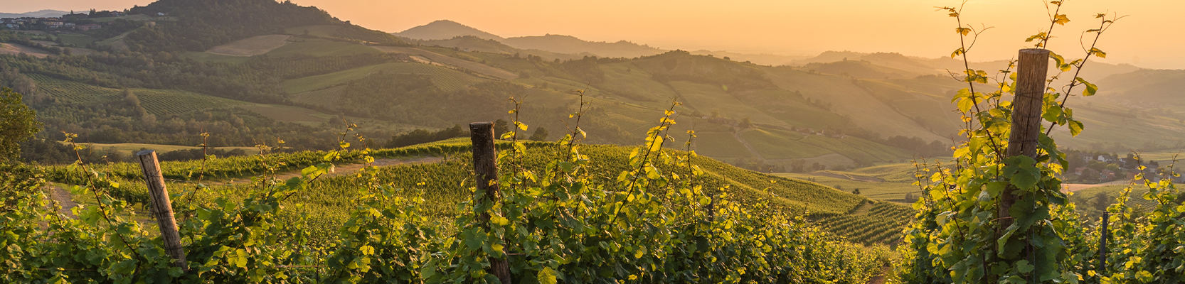 Weinberge in der Lombardei bei Sonnenuntergang