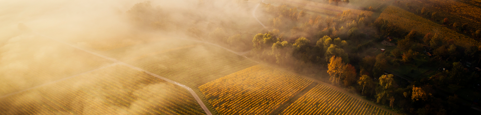 Weinberg im Rheingau von oben durch Wolken fotografiert