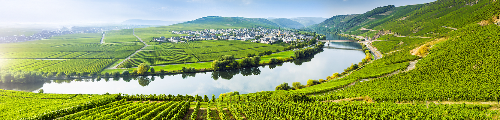Weinberge an der Mosel mit Kleinstadt in der Ferne