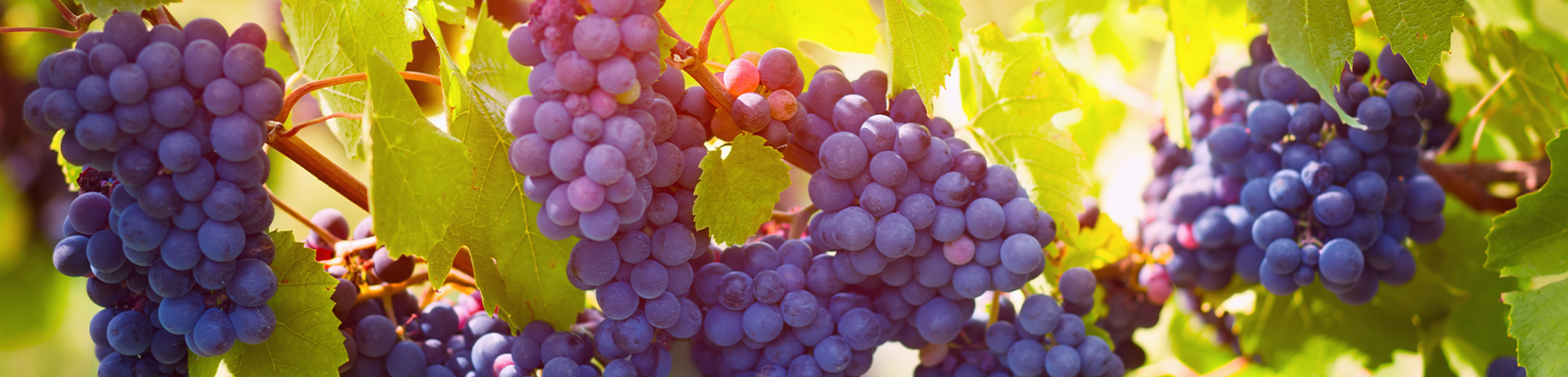 Montepulciano Weintrauben