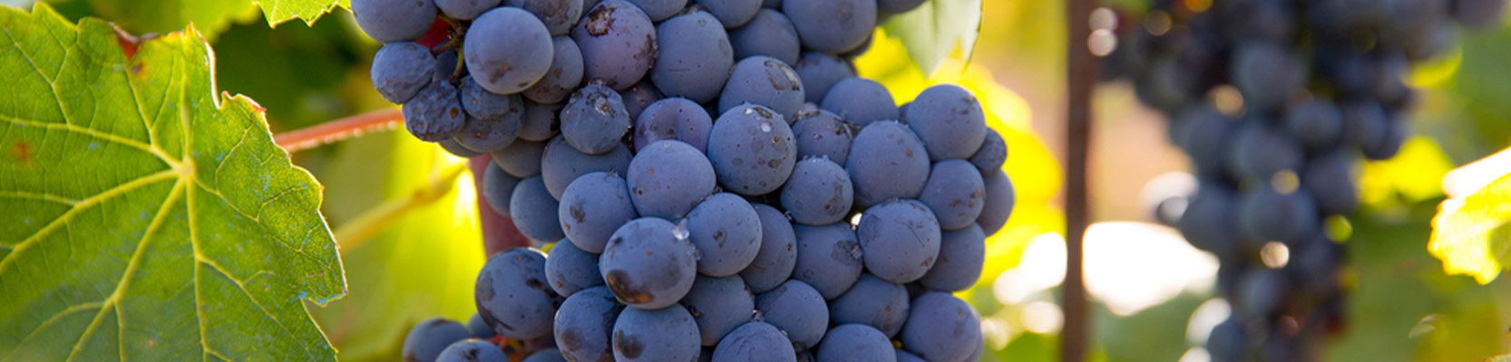 Pinotage Weintrauben