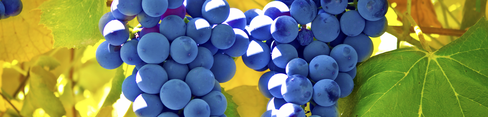 Pinot Noir Weintrauben