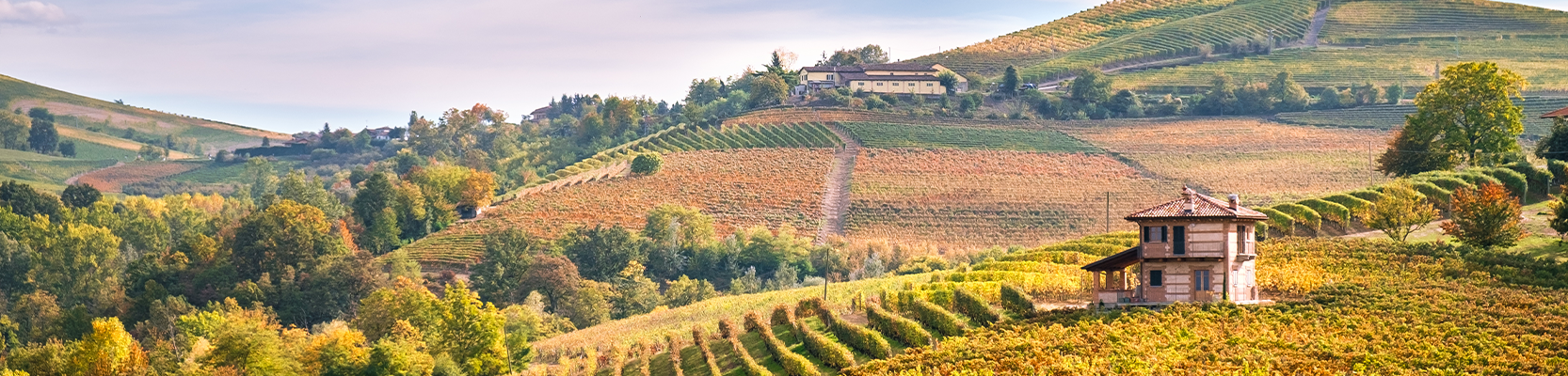 Hügelige Weinberge im Piemont