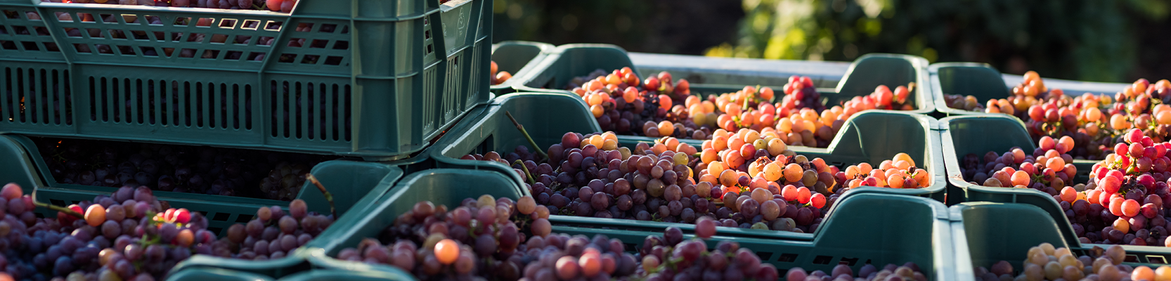 Cinsault Weintrauben in Behältnissen nach der Ernte