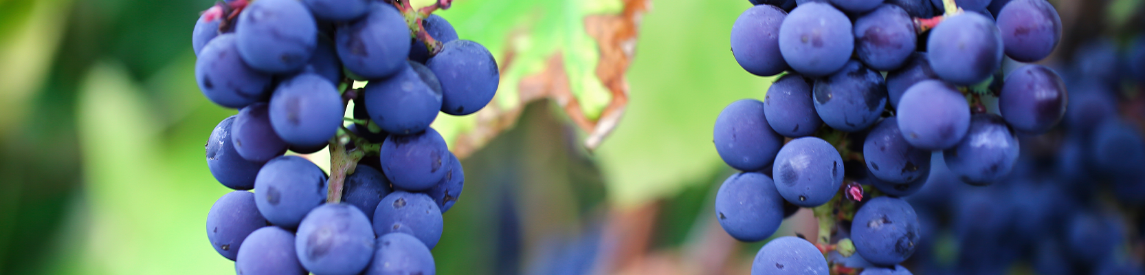 Cabernet Franc Weintrauben