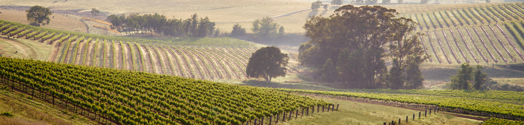 Weinberge in Australien