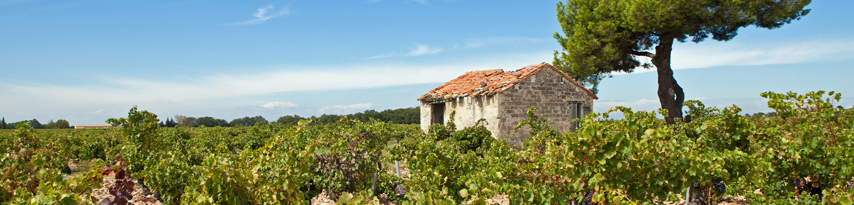 Weinberg in der Provence