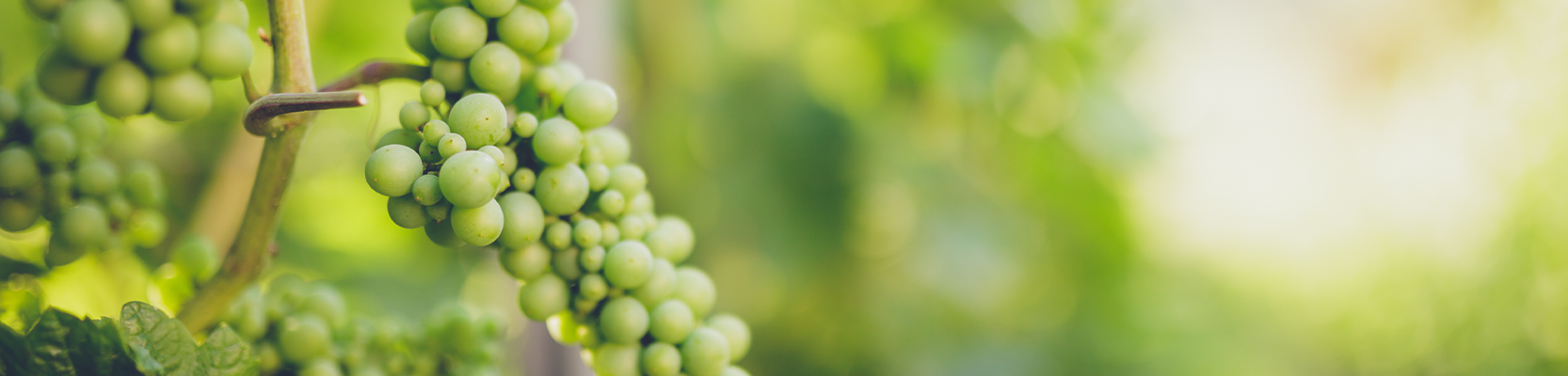 Vermentino Weintrauben