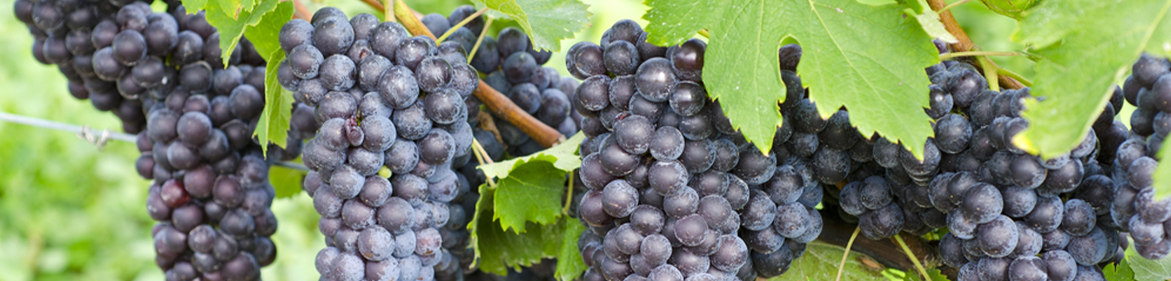 St. Laurent Weintrauben