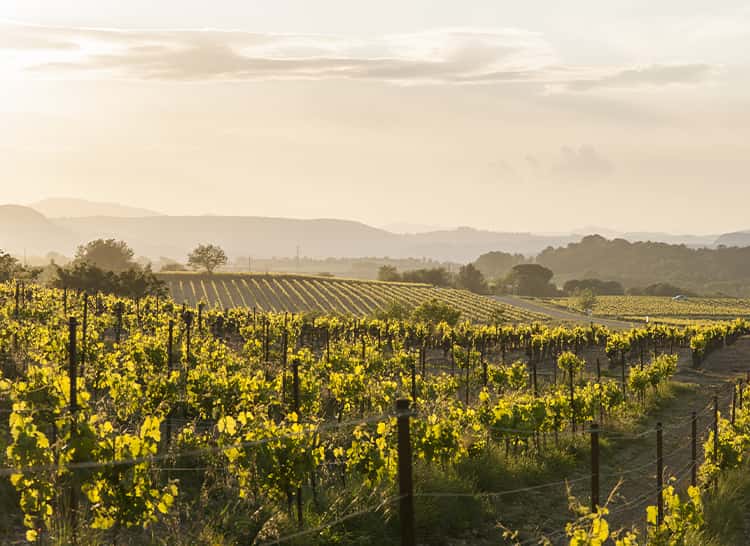 Vignerons Propriétés Associés