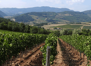 Marchesi Frescobaldi Srl
