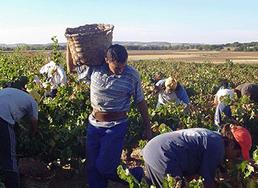 Bodegas Asenjo & Manso