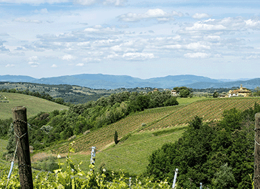 Antinori - Santa Cristina