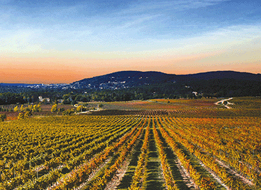 Château Roubine (Edmond de Rothschild)