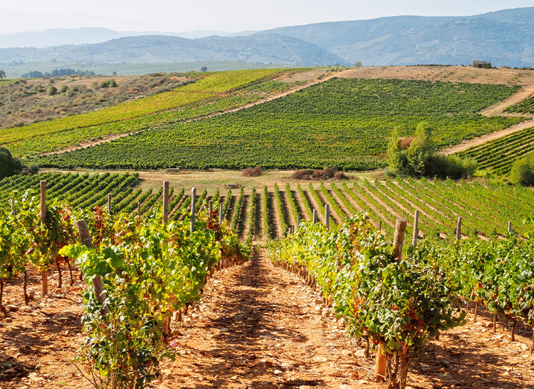 Union des Vignerons