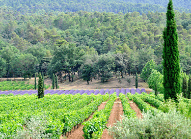 Vins Bréban 