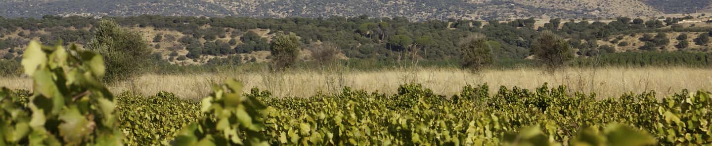 Bodegas Reymos