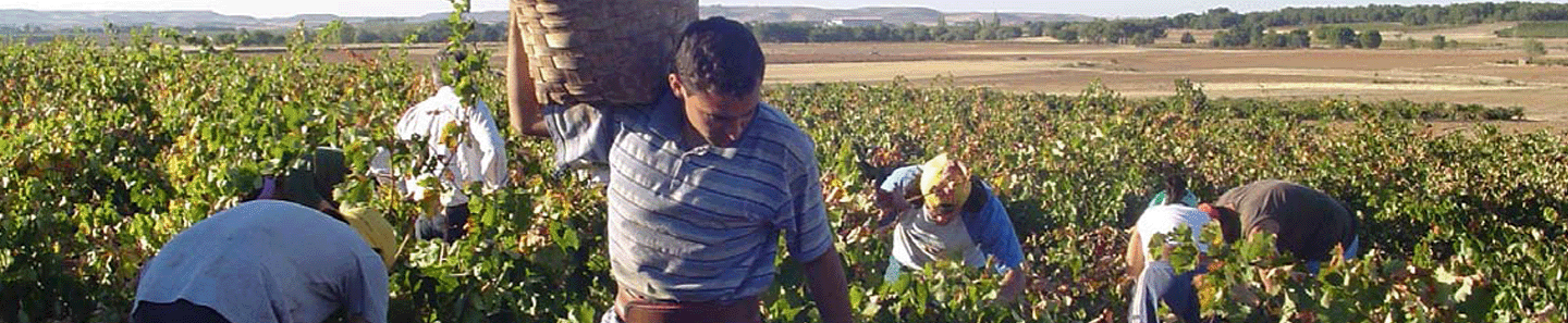 Bodegas Asenjo & Manso