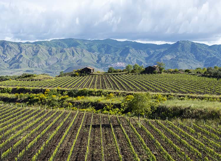 Vigneti Reale