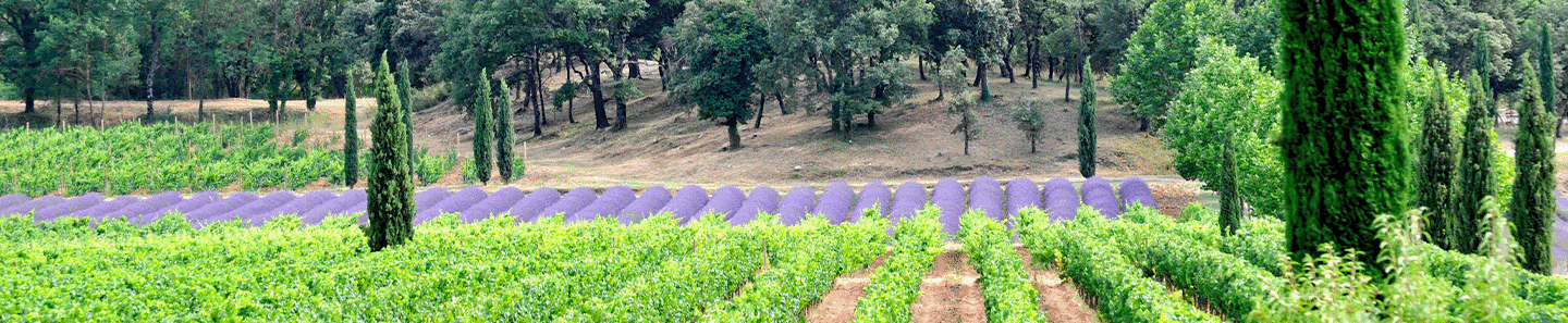 Vins Bréban 