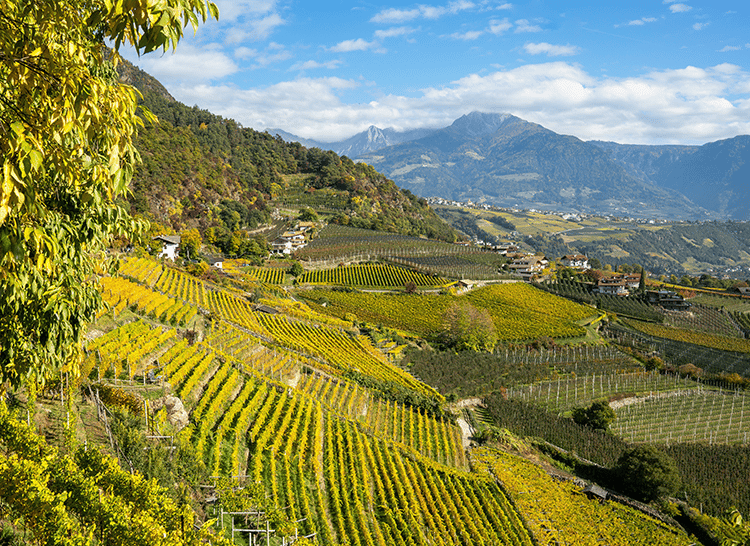Cantina Terlan