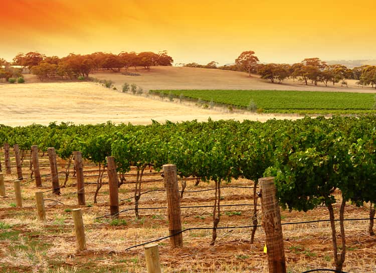 Treasury Wine Estates