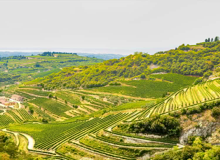 Vini Italiani