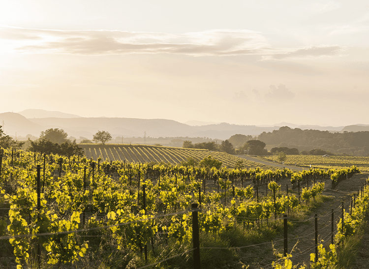 Grands Vins du Saint Chinian