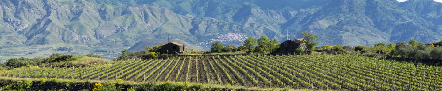 Vigneti Reale