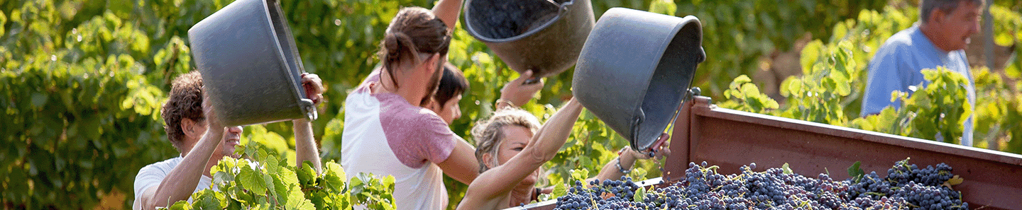 Terroir Daronton Rhonea