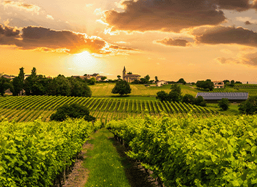 Compagnie des Grands Vins de Champagne