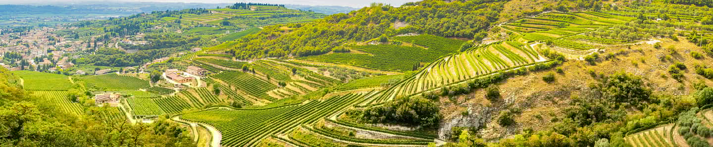 Vini Italiani