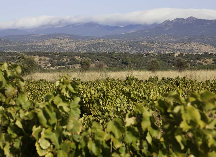Bodegas Reymos