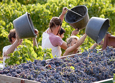 Terroir Daronton Rhonea