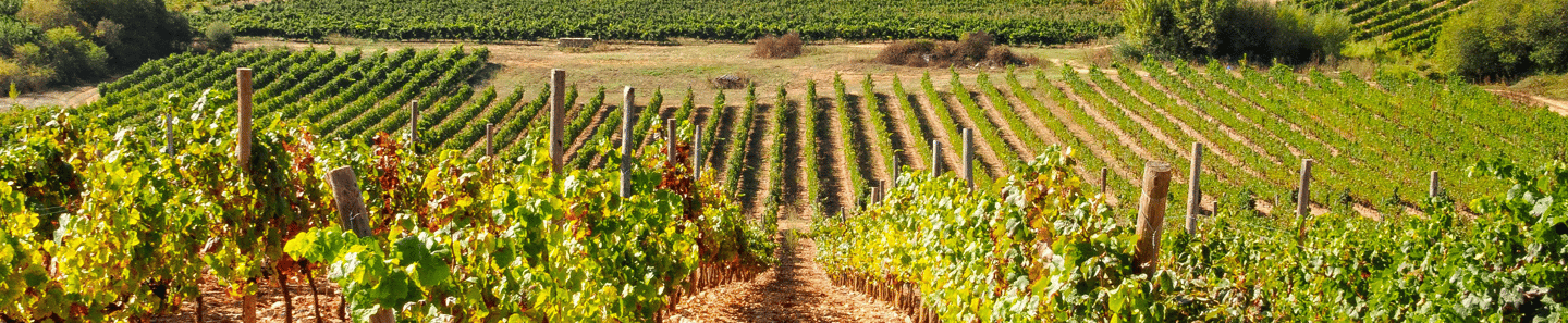 Union des Vignerons