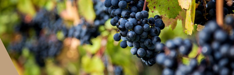 Weinrebe Sangiovese
