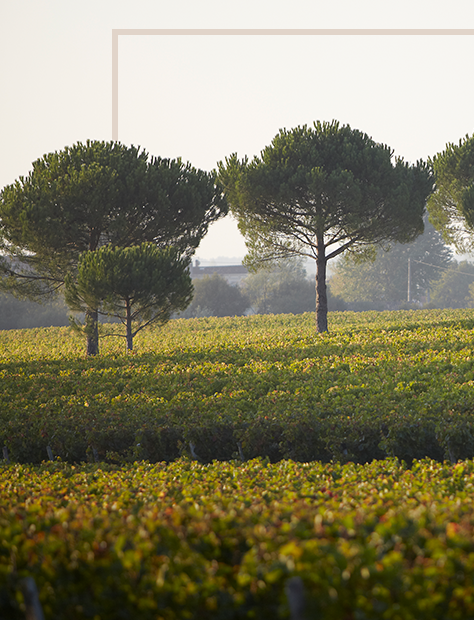 Flechas de los Andes