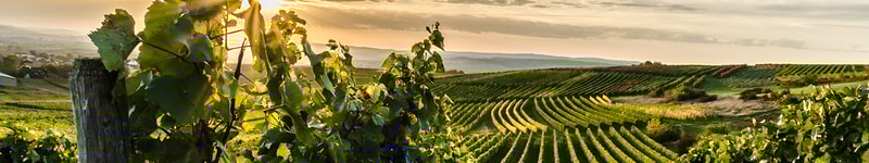 Peth-Wetz Rheinhessen