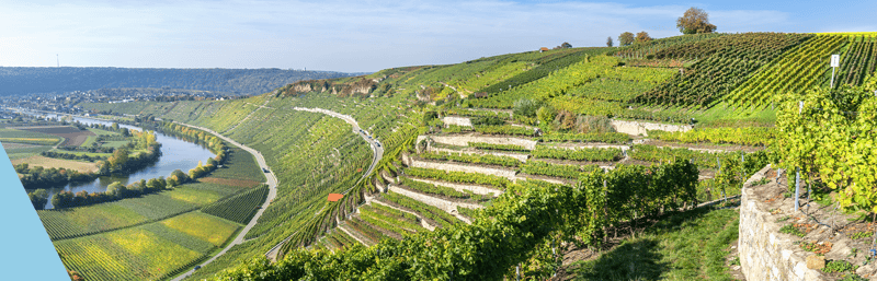 Baden Weinberge