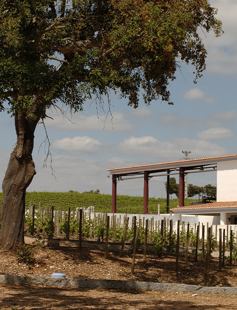 Weingut