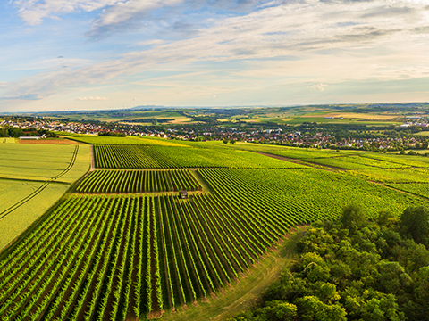 Rheinhessen Fogt